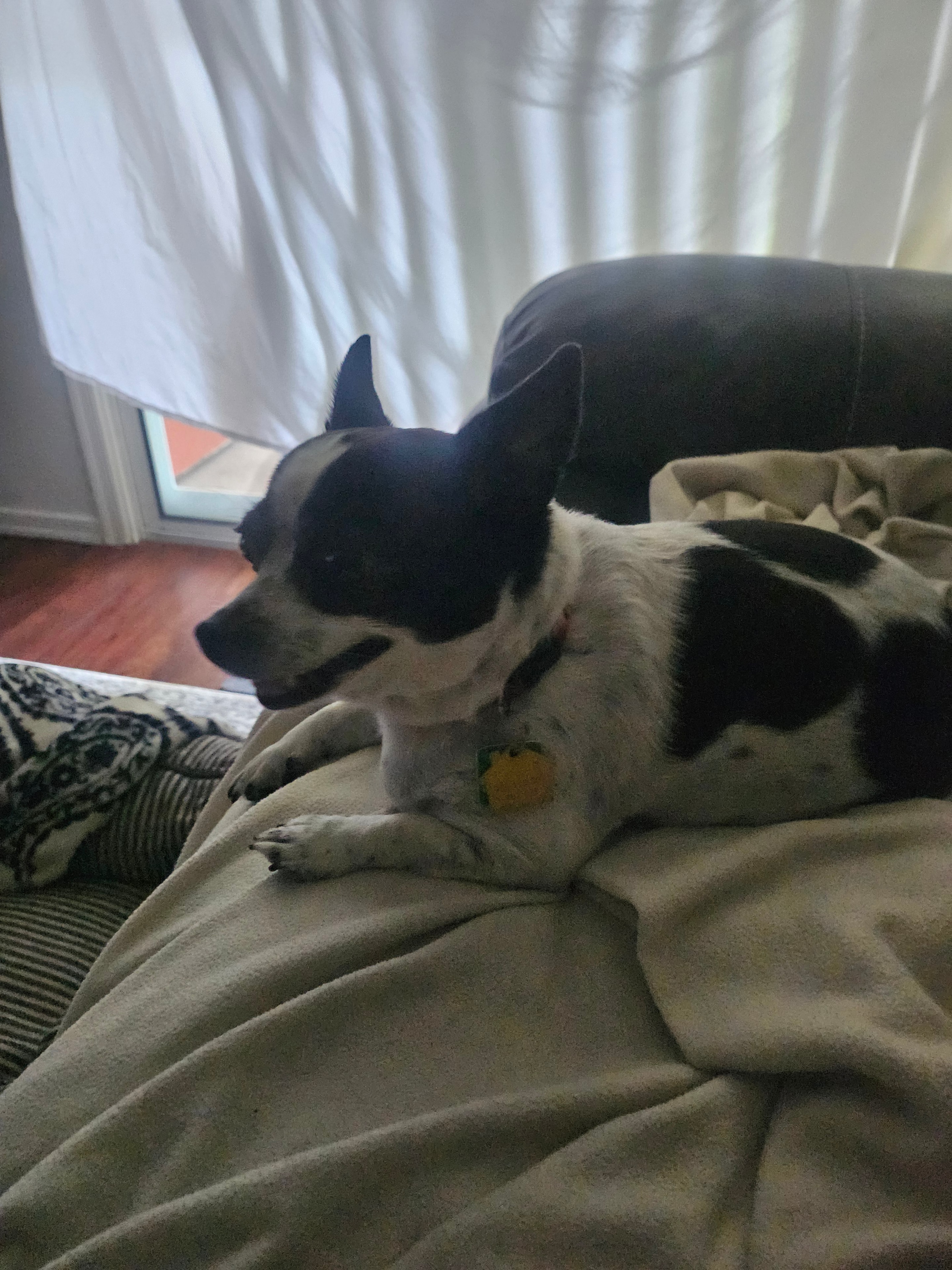 Simone cuddling with her owner Angela