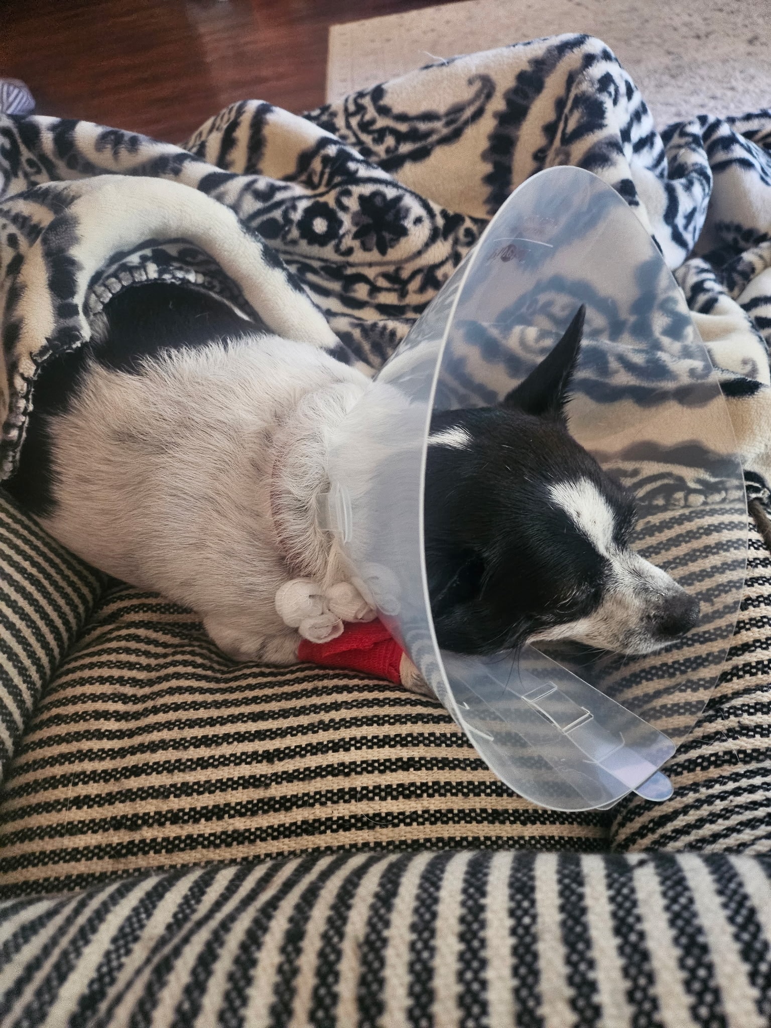 Simone recovering after tumor removal surgery